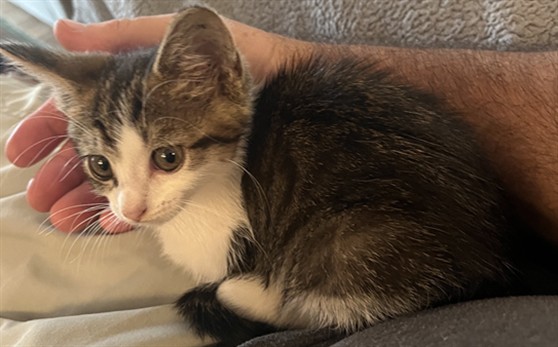 Shelter Stray Unknown Cat last seen OAK LEAF CIR/OLD EUSTIS RD MT DORA 32757, 12280 County Rd 448, Tavares, FL 32778, USA