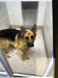 Shelter Stray Male Dog last seen Near BLOCK COMANCHE CREEK DR, 12155 Park Blvd, Brighton, CO 80601, USA