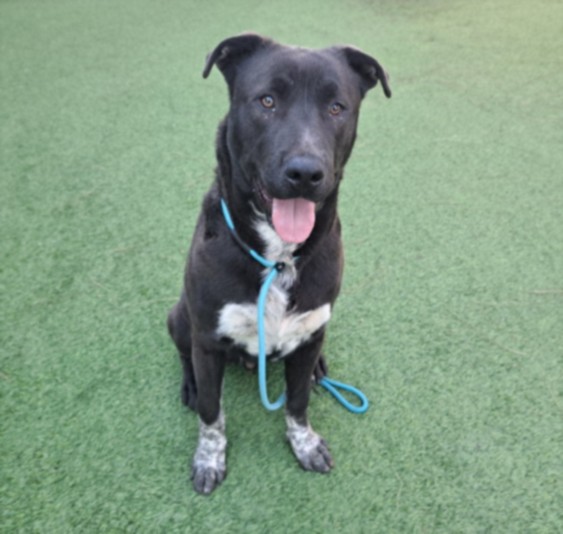 Shelter Stray Male Dog last seen , West Valley Animal Shelter, 20655 Plummer St, Chatsworth, CA 91311, USA