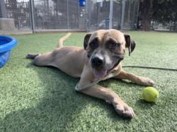 Shelter Stray Female Dog last seen , West Valley Animal Shelter, 20655 Plummer St, Chatsworth, CA 91311, USA
