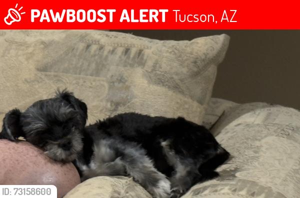 Lost Female Dog last seen Alvernoon, Tucson, AZ 85718
