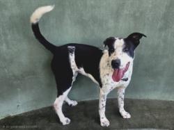 Shelter Stray Female Dog last seen , West Valley Animal Shelter, 20655 Plummer St, Chatsworth, CA 91311, USA