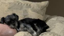 Lost Female Dog last seen Alvernoon, Tucson, AZ 85718