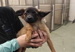 Shelter Stray Female Dog last seen LUNAR MINI GOLF 4250 CERILLOS RD SANTA FE NM 87507, 100 Caja Del Rio Rd, Santa Fe, NM 87507, USA