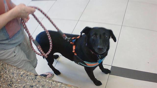Shelter Stray Female Dog last seen DRAYTON ST AND ROCKLEDGE AVE, 19640 Dogpatch Ln, Land O' Lakes, FL 34638, USA