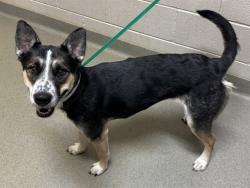 Shelter Stray Female Dog last seen Near BLOCK WELLNESS WAY, PUEBLO CO 81006, 610 Abbot Ln, Colorado Springs, CO 80905, USA