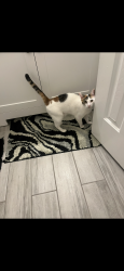Lost Female Cat last seen Curtis Road and W McDonwell School Road, Colleyville, TX 76034