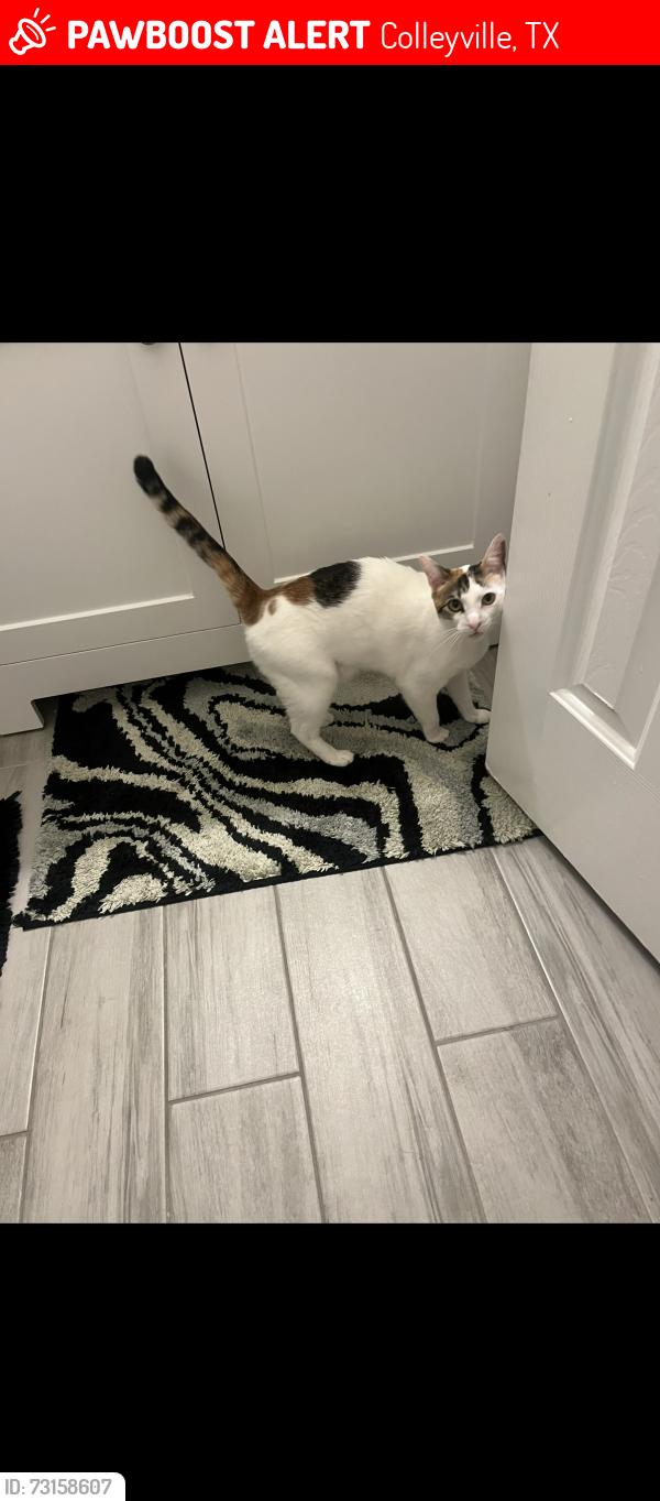 Lost Female Cat last seen Curtis Road and W McDonwell School Road, Colleyville, TX 76034
