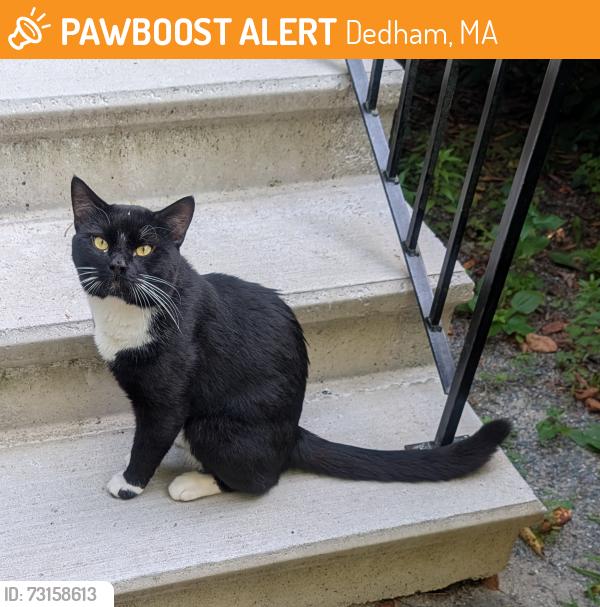 Found/Stray Male Cat last seen Ware Street & Whitehall, Dedham, MA 02027