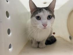 Shelter Stray Unknown Cat last seen Near BLOCK N BARTLETT AVE, 3839 W Burnham St, West Milwaukee, WI 53215, USA