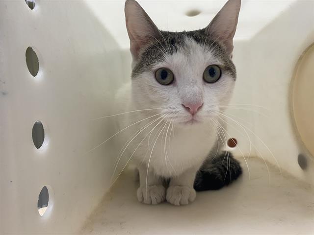 Shelter Stray Unknown Cat last seen Near BLOCK N BARTLETT AVE, 3839 W Burnham St, West Milwaukee, WI 53215, USA