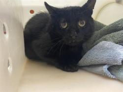 Shelter Stray Unknown Cat last seen Near BLOCK S 76TH ST, 3839 W Burnham St, West Milwaukee, WI 53215, USA