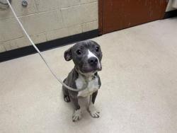 Shelter Stray Male Dog last seen , 3839 W Burnham St, West Milwaukee, WI 53215, USA