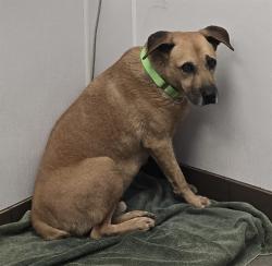 Shelter Stray Male Dog last seen , 4000 N Silverbell Rd, Tucson, AZ 85745, USA