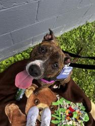 Shelter Stray Female Dog last seen Near, 2600 S Harding St, Indianapolis, IN 46221, USA