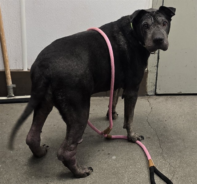Shelter Stray Male Dog last seen , 4000 N Silverbell Rd, Tucson, AZ 85745, USA