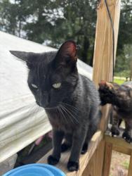 Lost Male Cat last seen Joyce st, Flagler Estates, FL 32145