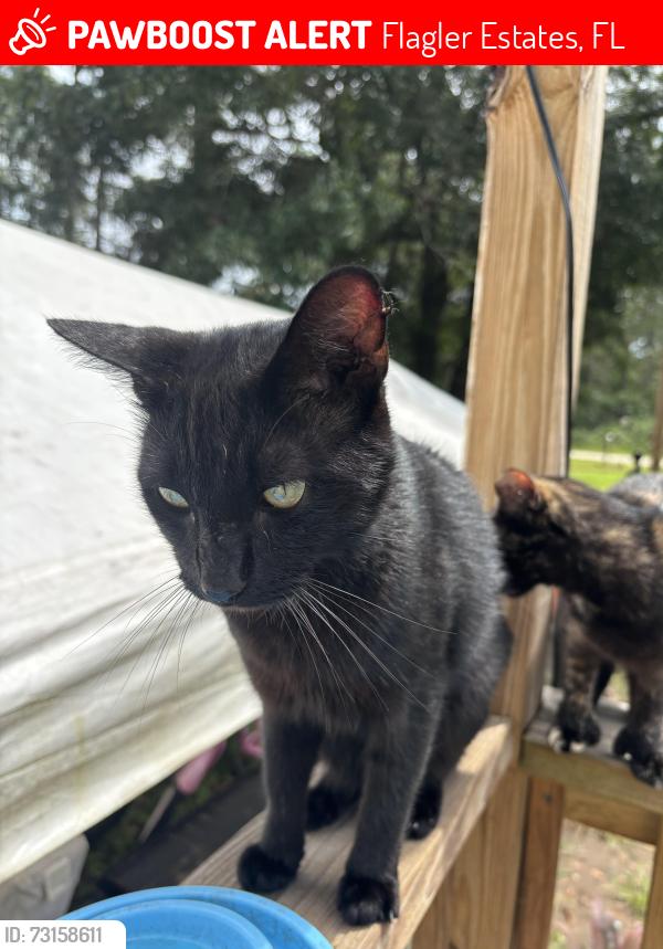 Lost Male Cat last seen Joyce st, Flagler Estates, FL 32145
