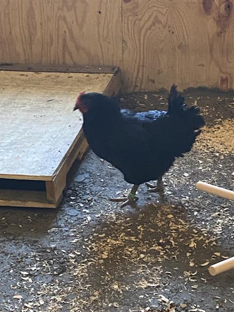 Shelter Stray Male Bird last seen Near, 2600 S Harding St, Indianapolis, IN 46221, USA