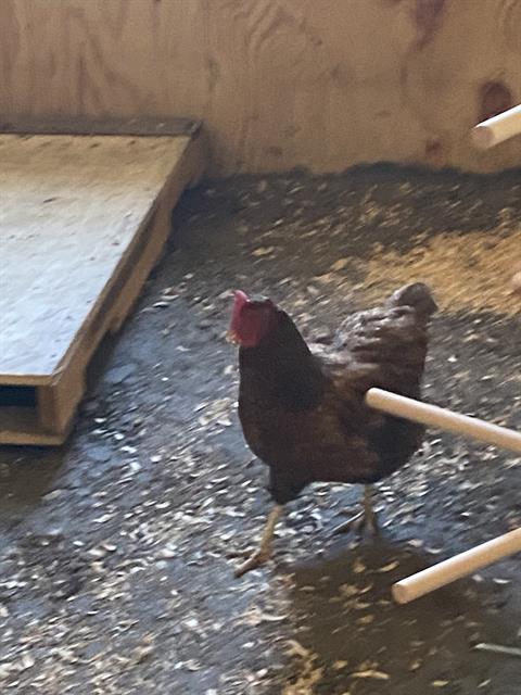 Shelter Stray Female Bird last seen Near, 2600 S Harding St, Indianapolis, IN 46221, USA