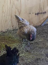 Shelter Stray Female Bird last seen Near, 2600 S Harding St, Indianapolis, IN 46221, USA