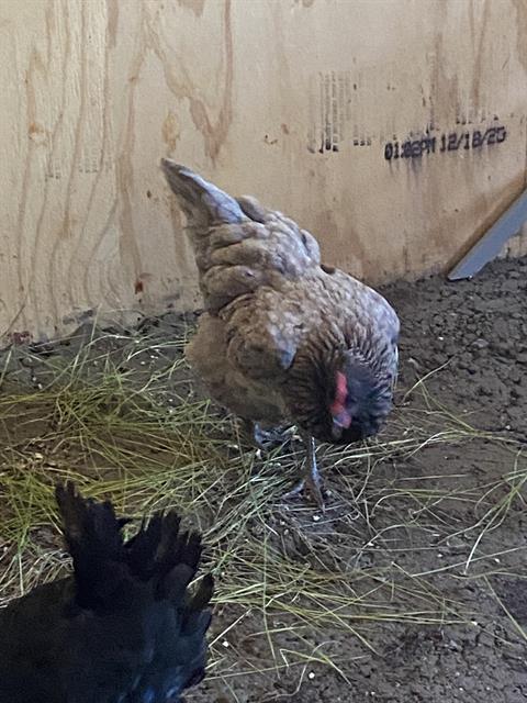 Shelter Stray Female Bird last seen Near, 2600 S Harding St, Indianapolis, IN 46221, USA