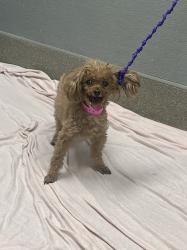 Shelter Stray Female Dog last seen Near BLOCK DON QUIXOTE ST, LAS VEGAS NV 89121, 655 N Mojave Rd, Las Vegas, NV 89101, USA