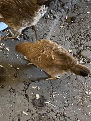 Shelter Stray Female Bird last seen Near, 2600 S Harding St, Indianapolis, IN 46221, USA