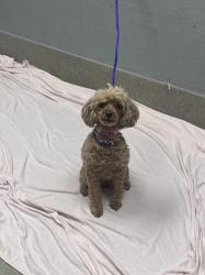 Shelter Stray Female Dog last seen Near BLOCK DON QUIXOTE ST, LAS VEGAS NV 89121, 655 N Mojave Rd, Las Vegas, NV 89101, USA