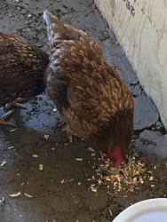 Shelter Stray Female Bird last seen Near, 2600 S Harding St, Indianapolis, IN 46221, USA