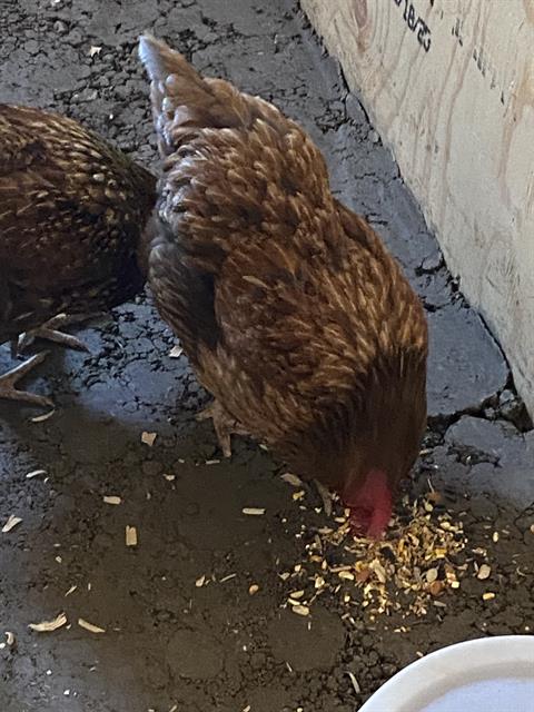 Shelter Stray Female Bird last seen Near, 2600 S Harding St, Indianapolis, IN 46221, USA