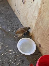 Shelter Stray Female Bird last seen Near, 2600 S Harding St, Indianapolis, IN 46221, USA
