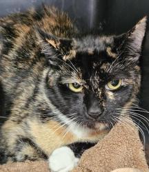Shelter Stray Unknown Cat last seen Near BLOCK W TROPICANA AVE, LAS VEGAS NV 89103, 655 N Mojave Rd, Las Vegas, NV 89101, USA