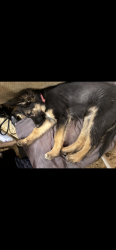 Reunited Female Dog last seen 40th st West Ave N, Palmdale, CA 93551