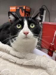 Shelter Stray Male Cat last seen Near, 2600 S Harding St, Indianapolis, IN 46221, USA