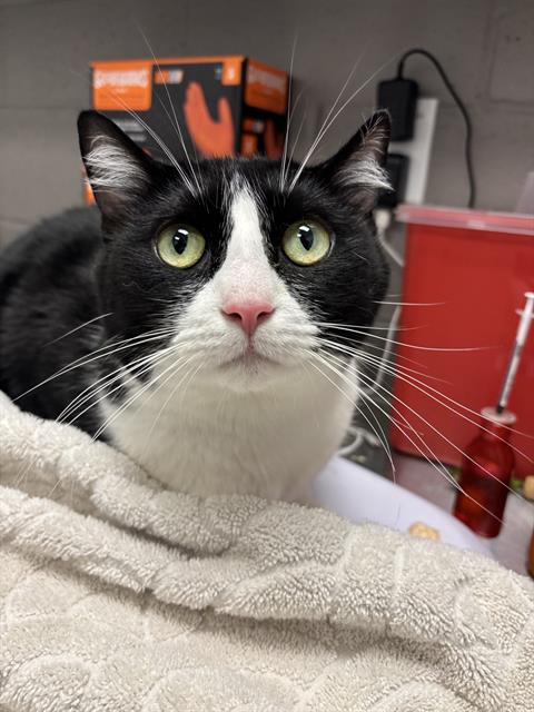Shelter Stray Male Cat last seen Near, 2600 S Harding St, Indianapolis, IN 46221, USA
