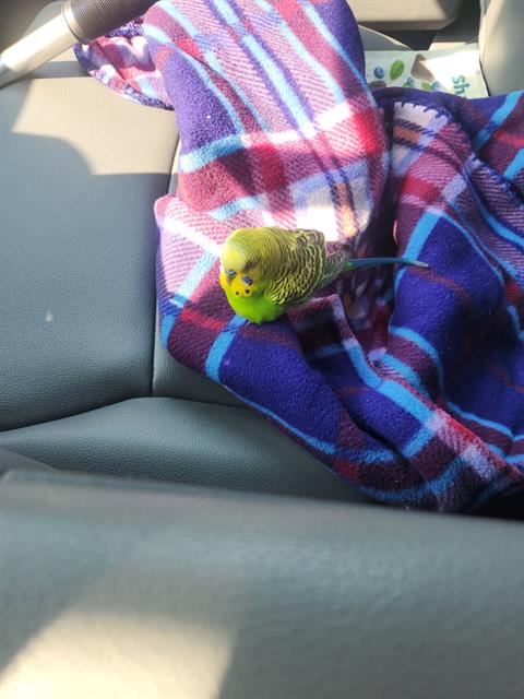 Shelter Stray Unknown Bird last seen Near, 2600 S Harding St, Indianapolis, IN 46221, USA