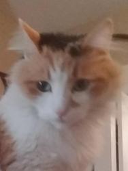 Reunited Female Cat last seen Oak St or russel st, Manchester, NH 03104