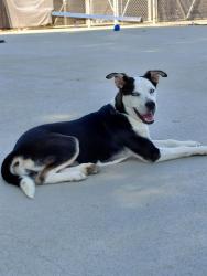 Shelter Stray Female Dog last seen CHARLOTTE, 8315 Byrum Dr, Charlotte, NC 28217, USA