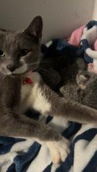 Lost Female Cat last seen McDonald on college, Ruskin, FL 33570
