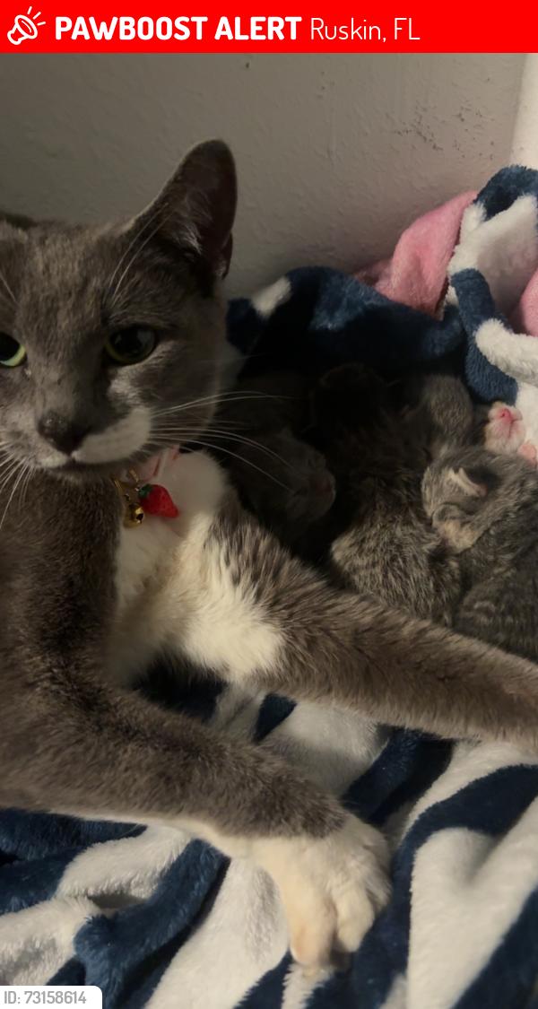 Lost Female Cat last seen McDonald on college, Ruskin, FL 33570