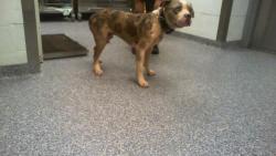 Shelter Stray Male Dog last seen CHARLOTTE, 8315 Byrum Dr, Charlotte, NC 28217, USA