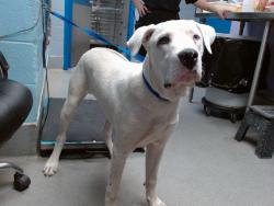 Shelter Stray Male Dog last seen COAL & 8TH, 11800 Sunset Gardens Rd SW, Albuquerque, NM 87121, USA