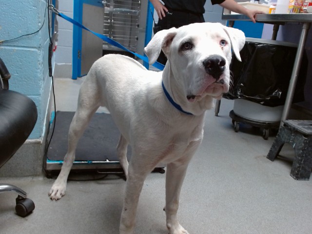 Shelter Stray Male Dog last seen COAL & 8TH, 11800 Sunset Gardens Rd SW, Albuquerque, NM 87121, USA