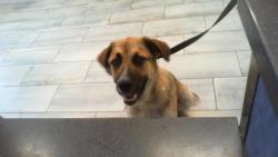 Shelter Stray Male Dog last seen CHARLOTTE, 8315 Byrum Dr, Charlotte, NC 28217, USA