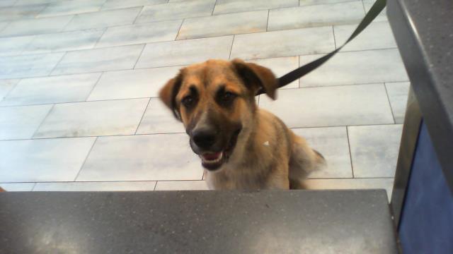 Shelter Stray Male Dog last seen CHARLOTTE, 8315 Byrum Dr, Charlotte, NC 28217, USA