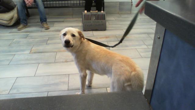 Shelter Stray Female Dog last seen CHARLOTTE, 8315 Byrum Dr, Charlotte, NC 28217, USA