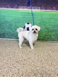 Shelter Stray Male Dog last seen Near BLOCK NW 137 AVE, 3599 NW 79th Ave, Doral, FL 33122, USA