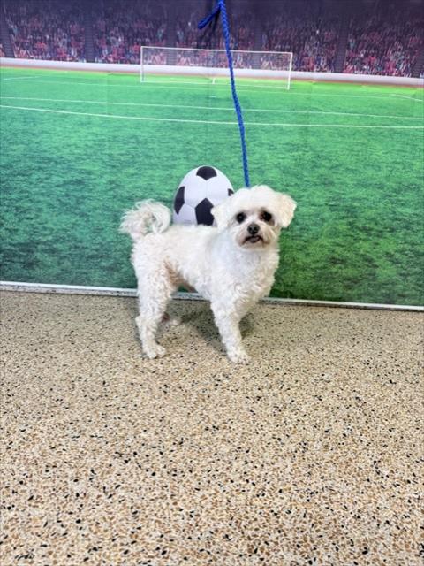 Shelter Stray Male Dog last seen Near BLOCK NW 137 AVE, 3599 NW 79th Ave, Doral, FL 33122, USA