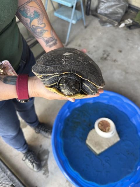 Shelter Stray Female Other last seen Near BLOCK RIDER ST, PERRIS CA 92570, 6851 Van Buren Boulevard, Jurupa Valley, CA 92509, USA